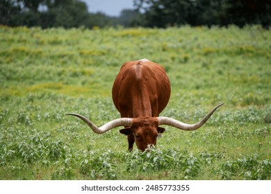 An orange Longhorn bull with long, curved horns grazing on the green grass and yellow flowers in a ranch pasture. - Powered by Shutterstock