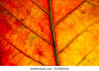 Orange macro leaf,Macro image of a leaf showing the amazing details in leaves and also the amazing colors found in them also,Backgrounds, Abstract Backgrounds, Leaf, Autumn, Nature