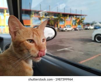 An Orange Male Cat Is Licking His Nose In A Car Against The Backdrop Of A Blurred Sports Complex Building.