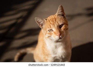 Orange Male Cat Under Strong Sunlight Looking Straight Forward 