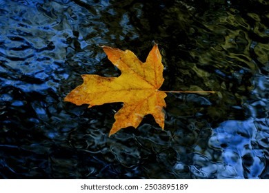 Orange maple leaf floating in blue water with small ripples