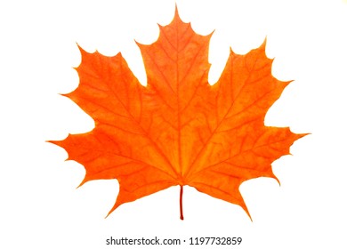 Maple Leaf Isolated On White Stock Photo (Edit Now) 114983746