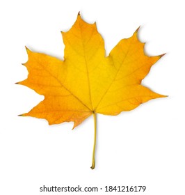 Orange maple leaf isolated on a white background