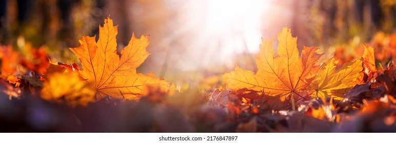 Orange maple leaf on the ground in the sun rays. Autumn leaves