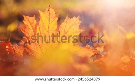 Orange maple leaf on the ground in sunlight. Autumn leaves, autumn background