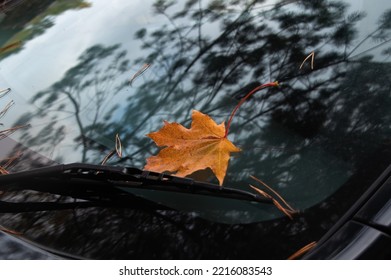 Orange maple leaf and pine needles on the windshield of the car. Reflection of trees on the windshield.A car ride on an autumn day.Soft focus.