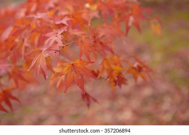 Orange maple on blur background. 