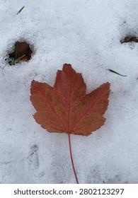 Orange Mapleleaf found in snow