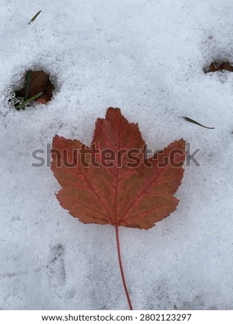 Orange Mapleleaf found in snow