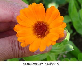 orange marigold (Calendula officinalis) held in hand