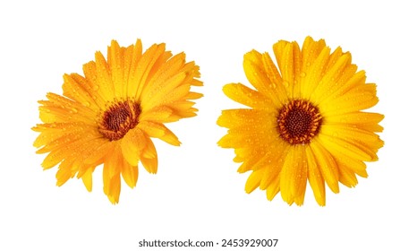 Flor Naranja Marigold aislada