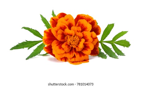 110,276 Orange marigold Images, Stock Photos & Vectors | Shutterstock