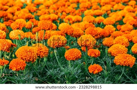 Orange Marigold flowers or Tagetes erecta in the street