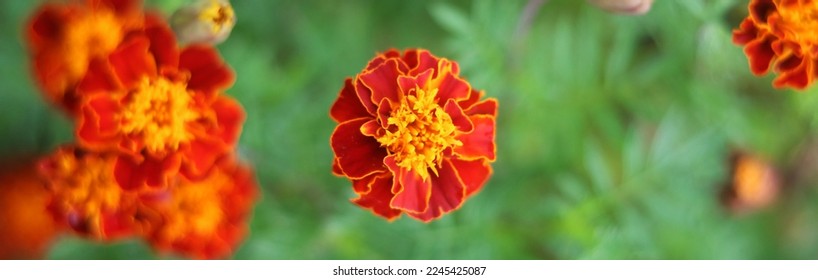 Orange marigold glower in rainy seasons - Shutterstock ID 2245425087