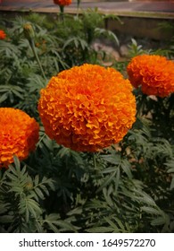 Orange Marigold, In Sunny Day At Cmu.