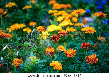 Orange marigold or tagetes flowers, leaves, seeds on garden background. Close-up marigold flowers field pattern (Tagetes erecta, gold marigold flower). Floral background tagetes plant