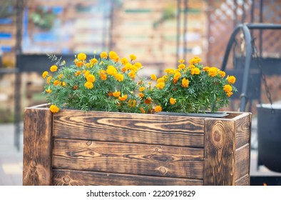 Orange marigolds in wooden boxes. City flowers. - Powered by Shutterstock