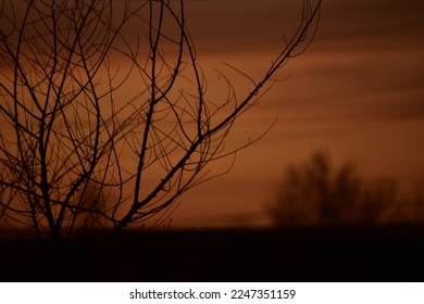 Orange and maroon sunset behind tree branches