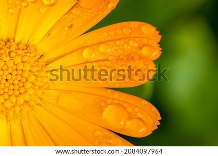 Orange medicinal herb Calendula flowers or Pot Marigold with water drops. Close up, macro photo. Beautiful wallpaper or greeting card
