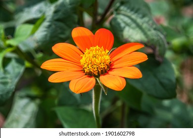 Orange Mexican Sunflower, A Favorite Nectar Source For Monarch Butterflies