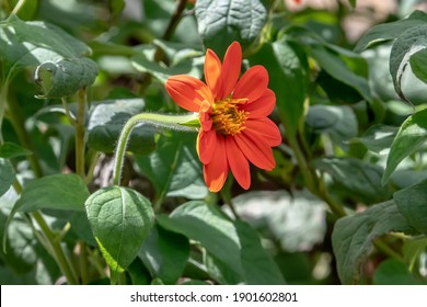 Orange Mexican Sunflower, A Favorite Nectar Source For Monarch Butterflies