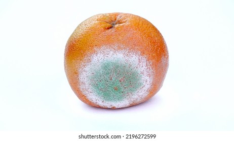 Orange With Mold Isolated On A White Background. Moldy Citrus Fruit. Food Forgotten In The Fridge. Biodegradable Food Waste. Close-up.