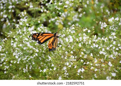 Orange Monarch Butterfly In NYC