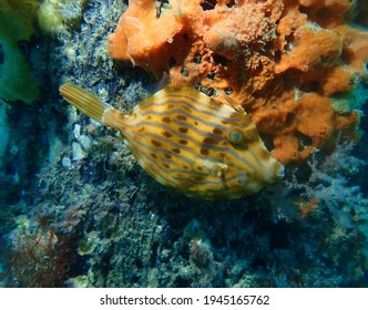 Orange mosaic leatherjacket fish swims against coral covered background