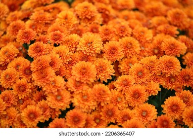 Orange Mums Blooming In Fall