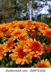 Orange Mums In Full Bloom