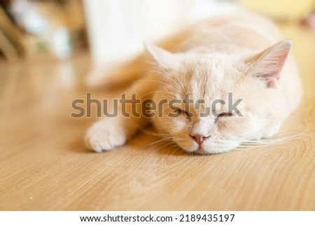 Orange Munchkin cat with his eyes closed. cat lies clasped and closed his eyes