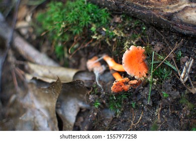 Orange mushroom on forest floor