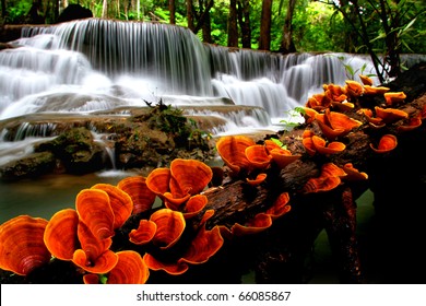 Orange mushroom with waterfalls