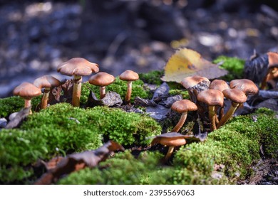 Orange mushrooms grow on green moss, autumn season. Wild forest mushrooms.