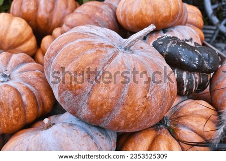 Orange 'Musquee de Provence' pumpkin. Also called Fairytale pumpkin