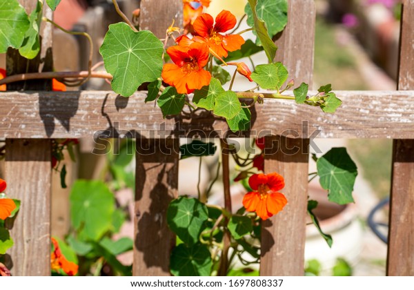 Orange Nasturtium flower\
Tropaeolum majus is edible and makes an attractive ground\
cover.