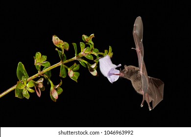 Black Bat Flower High Res Stock Images Shutterstock