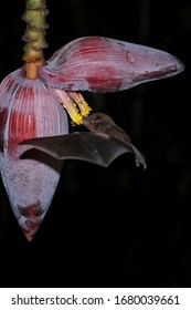 Orange Nectar Bat (Lonchophylla Robusta) Feeding At Banana Flower, Costa Rica