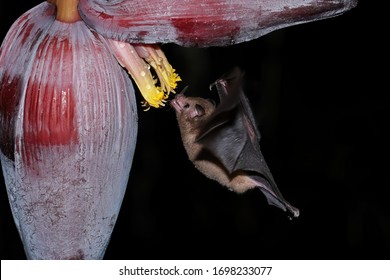 Orange Nectar Bat (Lonchophylla Robusta) Feeding At Banana Flower, Costa Rica