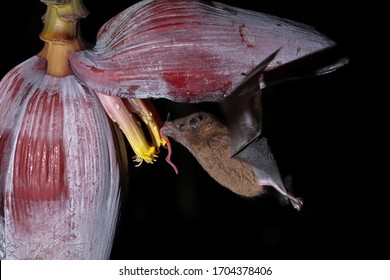 Orange Nectar Bat (Lonchophylla Robusta) Feeding At Banana Flower, Costa Rica