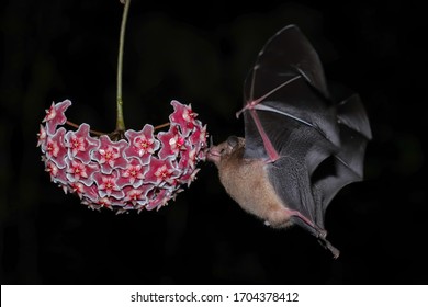 Orange Nectar Bat (Lonchophylla Robusta) Feeding At A Flower, Costa Rica