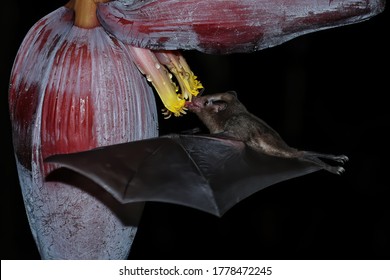 Orange Nectar Bat (Lonchophylla Robusta) Feeding At Banana Flower, Costa Rica