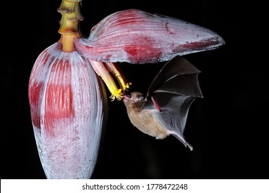 Orange Nectar Bat (Lonchophylla Robusta) Feeding At Banana Flower, Costa Rica