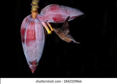 Orange Nectar Bat (Lonchophylla Robusta) Feeding At Banana Flower, Costa Rica