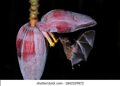 Orange Nectar Bat (Lonchophylla Robusta) Feeding At Banana Flower, Costa Rica