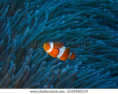 Orange nemo clown fish in the beautiful vivid green anemone. Pair of nemo clown fish living on the tropical reef. Bright orange fish, vivid blue background.