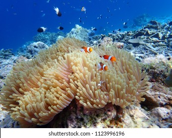 Orange nemo clownfish in the sea anemone, Thailand
