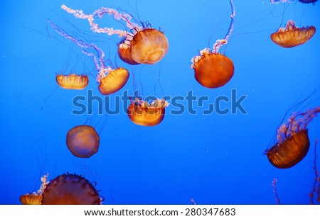 orange nettle jellyfish with blue background