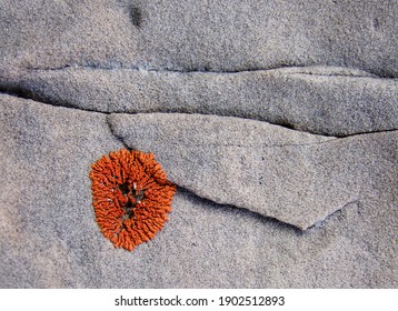 orange noble mold sprouted on the gray stone with cracks - Shutterstock ID 1902512893