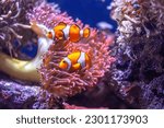 Orange Ocellaris clownfish swimming in deep ocean. Cute Amphiprion ocellaris swim in fishtank, real sea life. Colorful bright small fish and Bubble tip Anemone in aquarium, soft selective focus